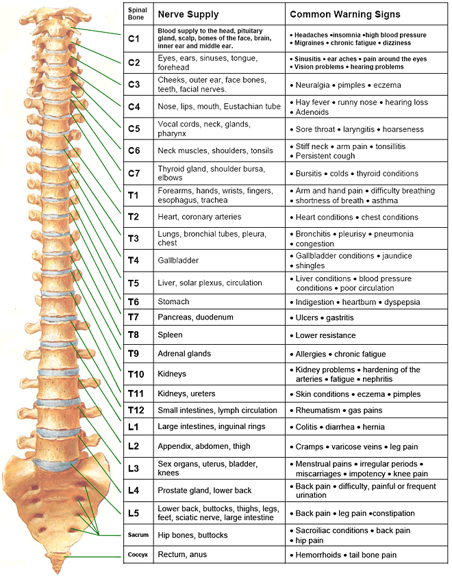 spinalnervechart Schertz Chiropractic